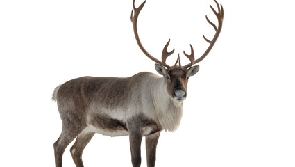Isolated powerful reindeer with impressive antlers standing gracefully, facing forward © Ciara