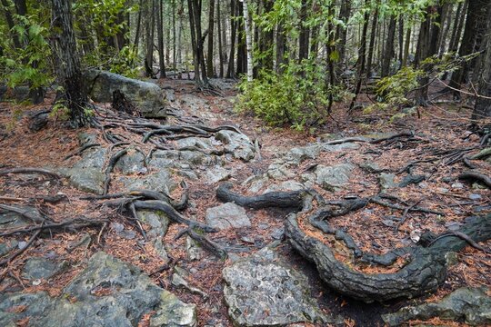 Unique rock and tree root formation on the Bruce Trail on the Niagara Escarpment near Owen Sound Ontario, Canada