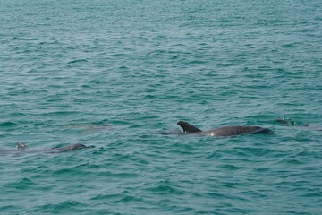 Fototapeta premium Wild Dolphins in Natural Ocean Habitat