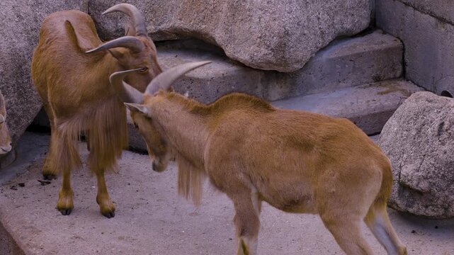 Close up of two young african mountain goats fighting with their horns on a sunny spring day