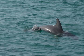 Fototapeta premium Wild Dolphins in Natural Ocean Habitat
