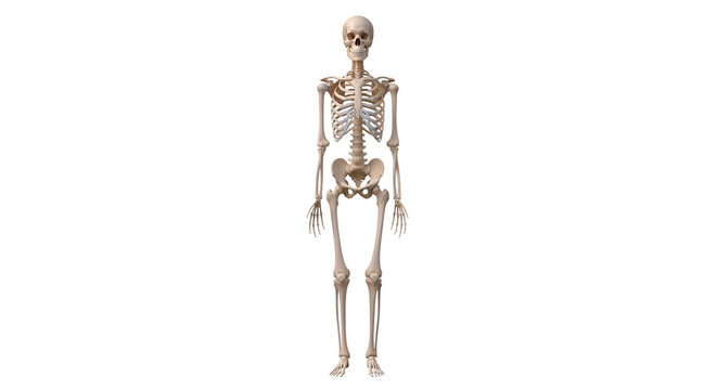 Full human skeleton model standing straight up on black background; anatomical bone structure illustration for medical study and Halloween decor