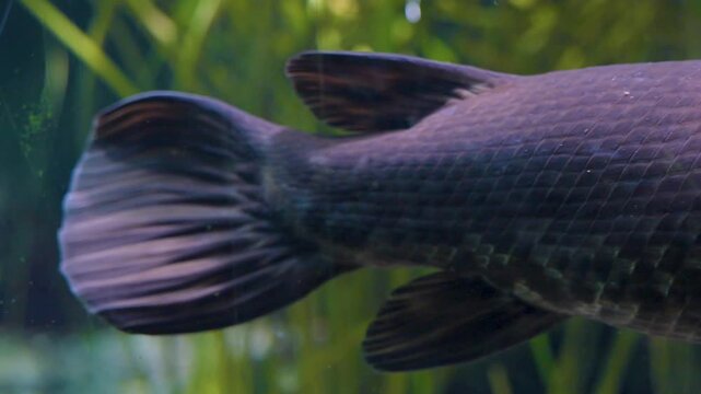 Close up of an alligator gar Fish floating underwater between water plants in a river
