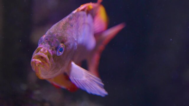 Close up of an orange cichlid fish with large fins swimming around underwater