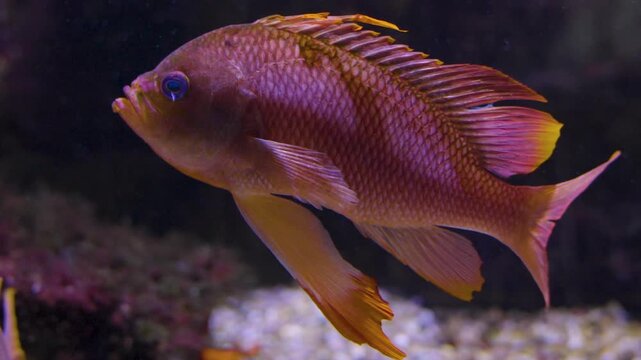 Close up of an orange cichlid fish with large fins swimming around underwater