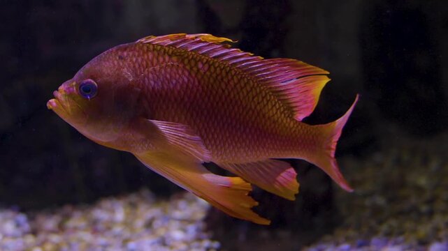 Close up of an orange cichlid fish with large fins swimming around underwater