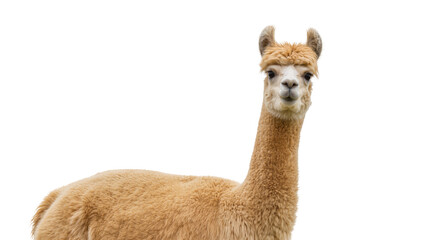 Isolated adorable fluffy alpaca with soft beige wool standing and looking directly at camera © Ciara