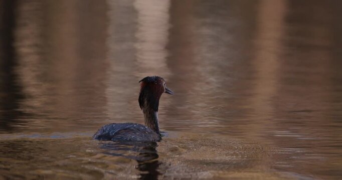 Slow motion of great crested grebe swimming on calm lake surface and diving underwater for food