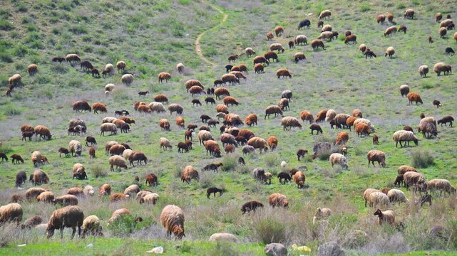 Flock of sheep grazing on grassy hillside. Animals move slowly across rolling terrain
