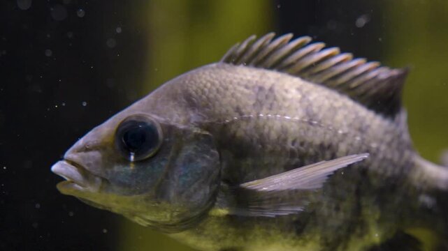 Close up of a perch fish floating slowly around beside water plants underwater 