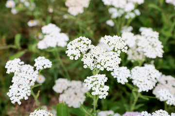 Medicinal plant, common yarrow, Achillea millefolium in a field at the edge of meadow. © Silviu