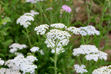 Medicinal plant, common yarrow, Achillea millefolium in a field at the edge of meadow. © Silviu