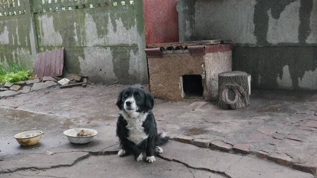 A scruffy black and white dog stands on a wet, muddy patio next to feeding bowls and a wooden doghouse. Concept of animal welfare, rural poverty, and harsh stray pet survival.