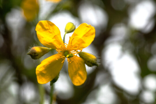Yellow greater celandine flower blooming in nature
