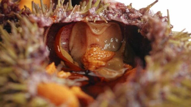 Seafood Closeup view of fresh sea urchins, Pseudechinus magellanicus, in a white bowl. Chef opening japanese uni, raw bar crudo delicatessen 