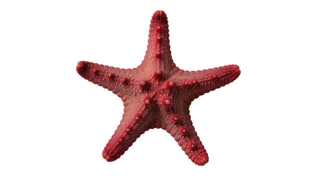 Red starfish with bumpy texture, isolated on transparent background