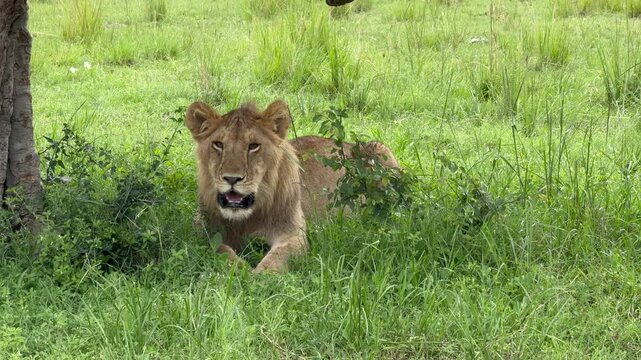 Lionne dans l'herbe vid&eacute;o 4K