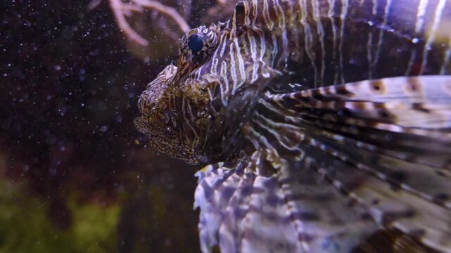 Close up of a zebra, fire, lion or goby fish floating slowly around beside a coral reef underwater 
