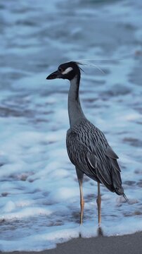 Night heron standing on beach