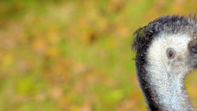 Close up of an emu bird head standing on a meadow looking around on a sunny spring day