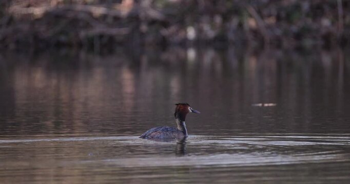 Slow motion of great crested grebe swimming on calm lake surface and diving underwater for food