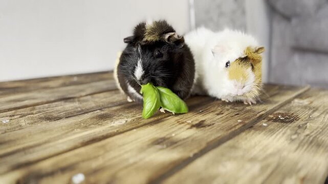 Two Abyssinian guinea pigs eating basil leaves close up
