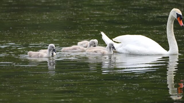 a family of mute swans with their chicks on a pond