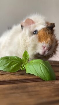 Abyssinian guinea pig eating basil leaves close up