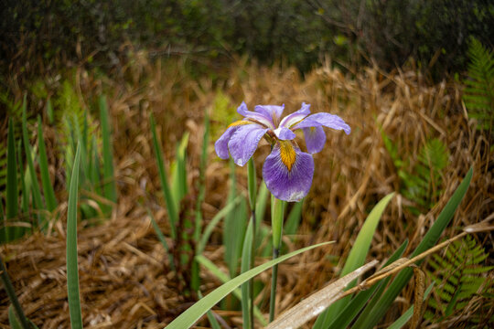Purple Swamp Iris, (Iris versicolor) in the Okefenokee Swamp National Wildlife Refuge.