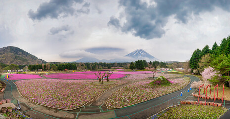 Fototapeta premium Colorful Shibazakura Festival in Yamanashi Japan with pink moss phlox flowers covering the ground and Mount Fuji in the background