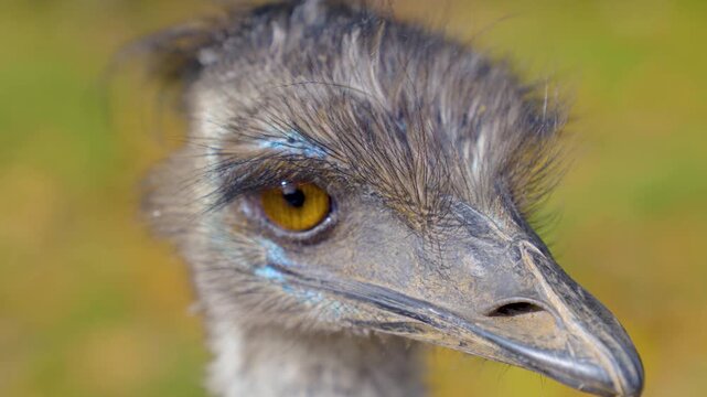 Close up of an emu bird head standing on a meadow looking around on a sunny spring day
