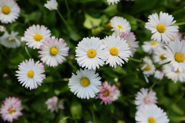 Hundreds of flowers of delicate white and pink daisies, bellis perennis on a green grass fields in a sunny day of spring. © Silviu