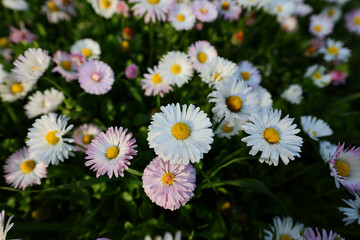 Hundreds of flowers of delicate white and pink daisies, bellis perennis on a green grass fields in a sunny day of spring. © Silviu
