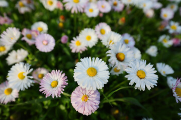 Hundreds of flowers of delicate white and pink daisies, bellis perennis on a green grass fields in a sunny day of spring. © Silviu