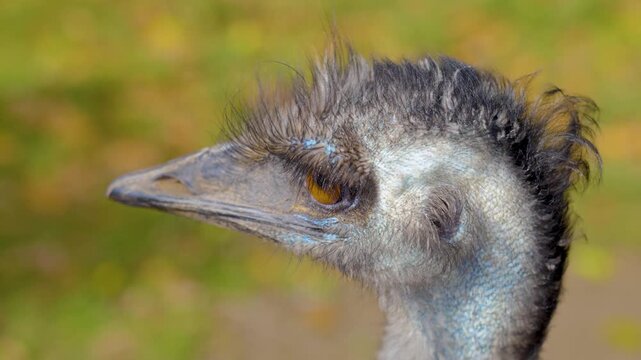 Close up of an emu bird head standing on a meadow looking around on a sunny spring day
