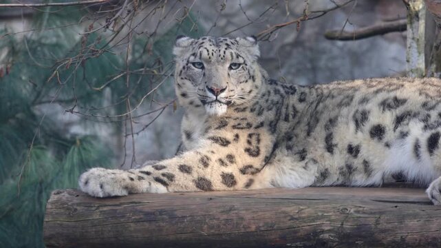 Snow leopard resting on a log with a serene expression, surrounded by branches and greenery in a natural habitat setting, showcasing its distinctive spotted fur pattern