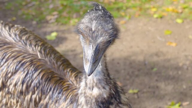  Close up of an emu bird head standing on a meadow looking around on a sunny spring day