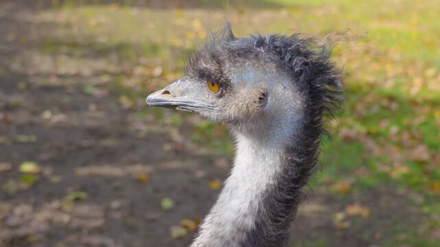  Close up of an emu bird head standing on a meadow looking around on a sunny spring day