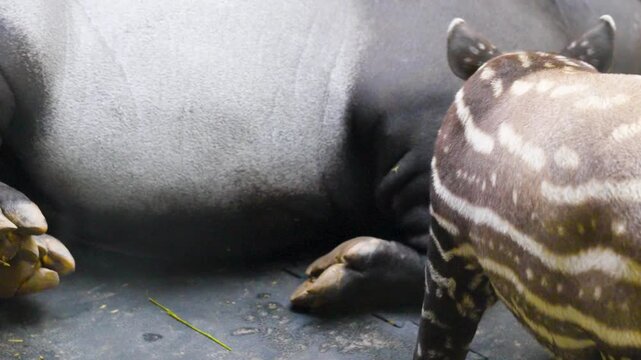 Close up of tapir baby and mother laying down the baby is suckling on the udder.