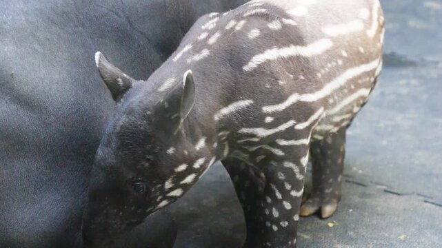 Close up of tapir baby and mother laying down the baby is suckling on the udder.