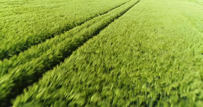 Aerial view of a vibrant green field with tractor tracks cutting through the lush vegetation creating contrasting lines, Neuwied, Rhineland-Palatinate, Germany.