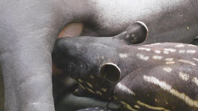 Close up of tapir baby and mother laying down the baby is suckling on the udder.