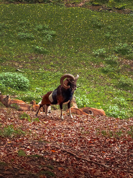 Mouflon ram with large curved horns standing in forest, wildlife scene in Germany