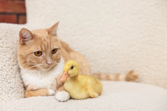 Cute ginger cat and duckling in armchair, closeup. Space for text