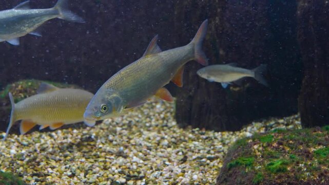 Close up of a barbel or barbe fish floating slowly around beside water plants underwater 