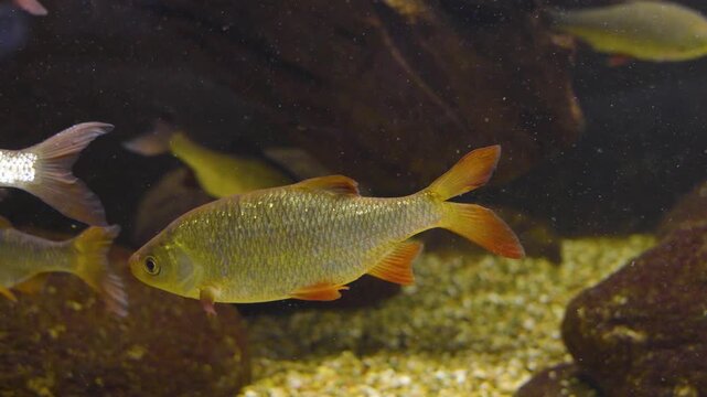 Close up of a barbel or barbe fish floating slowly around beside water plants underwater 