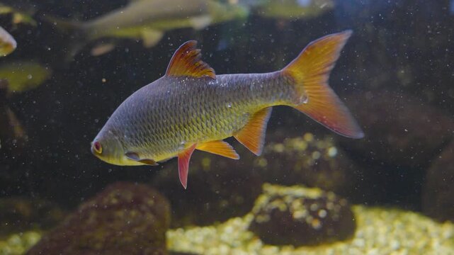 Close up of a barbel or barbe fish floating slowly around beside water plants underwater 