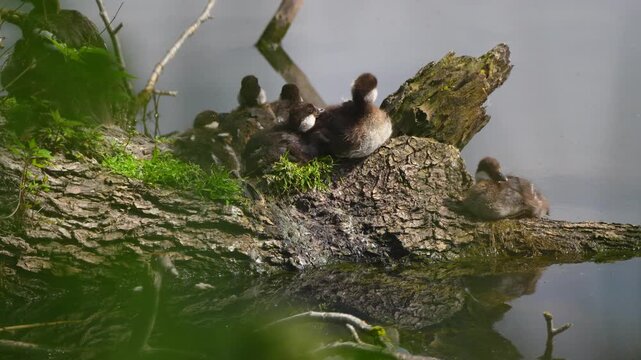 chicks сommon goldeneye on a pond