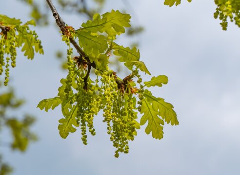 Blooming pedunculate oak branch with fresh green leaves and hanging catkins. Springtime scene showing wind-pollinated tree and natural growth against blue sky