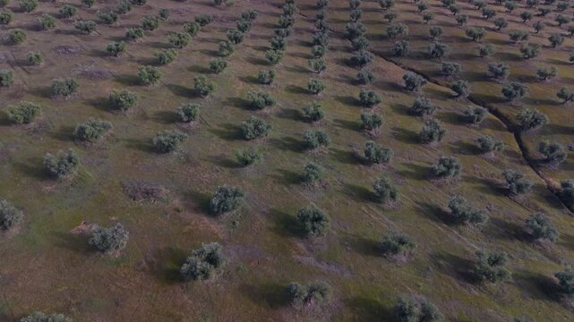 Aerial drone view of olive groves at Villalba Castle in the town of Cebolla, Toledo Province, Castile-La Mancha, Spain, Europe